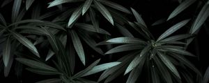 Preview wallpaper leaves, plant, green, dark, shade