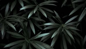 Preview wallpaper leaves, plant, green, dark, shade