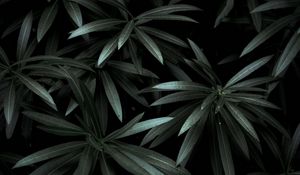 Preview wallpaper leaves, plant, green, dark, shade