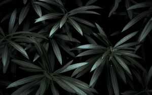 Preview wallpaper leaves, plant, green, dark, shade