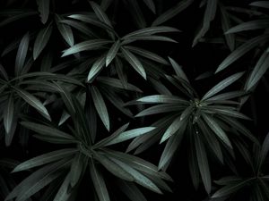 Preview wallpaper leaves, plant, green, dark, shade