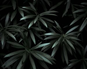 Preview wallpaper leaves, plant, green, dark, shade