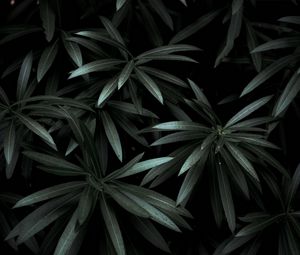 Preview wallpaper leaves, plant, green, dark, shade