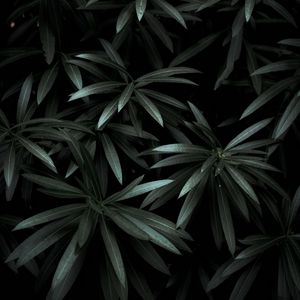 Preview wallpaper leaves, plant, green, dark, shade