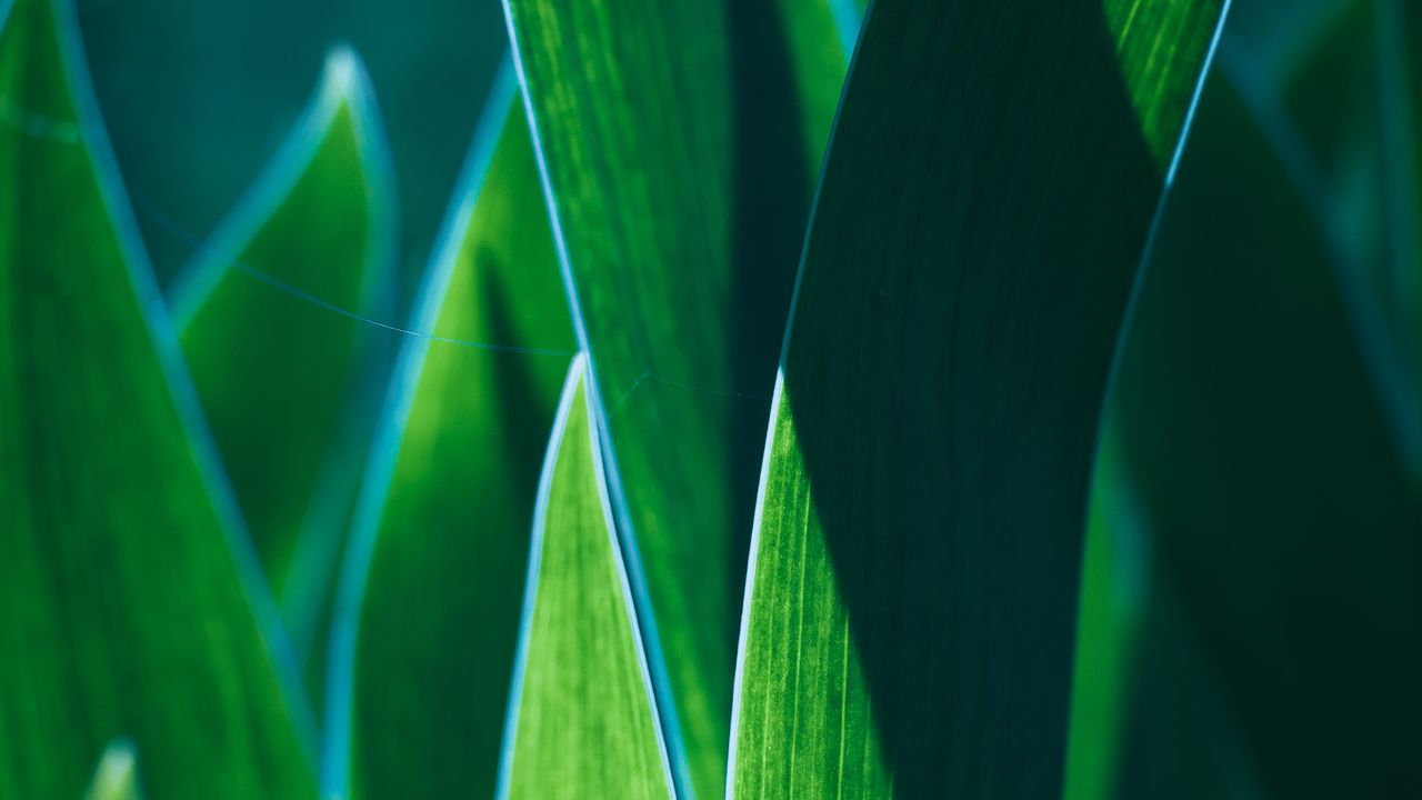 Wallpaper leaves, plant, green, macro, closeup