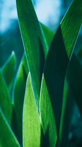 Preview wallpaper leaves, plant, green, macro, closeup