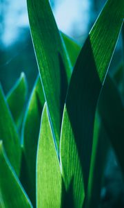 Preview wallpaper leaves, plant, green, macro, closeup