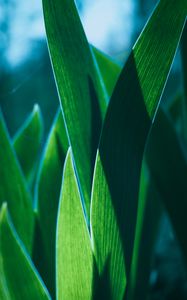 Preview wallpaper leaves, plant, green, macro, closeup