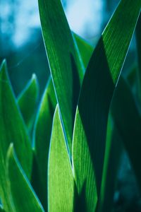 Preview wallpaper leaves, plant, green, macro, closeup