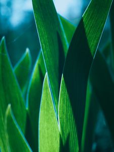 Preview wallpaper leaves, plant, green, macro, closeup