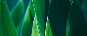 Preview wallpaper leaves, plant, green, macro, closeup