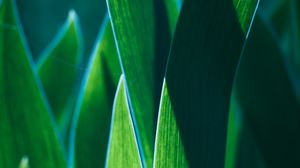 Preview wallpaper leaves, plant, green, macro, closeup