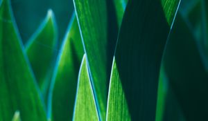 Preview wallpaper leaves, plant, green, macro, closeup