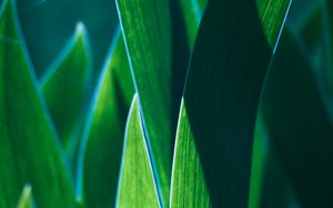 Preview wallpaper leaves, plant, green, macro, closeup