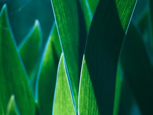 Preview wallpaper leaves, plant, green, macro, closeup