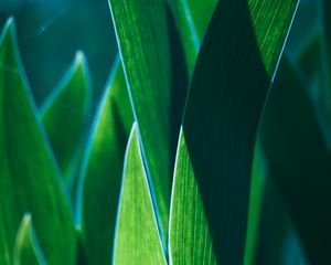 Preview wallpaper leaves, plant, green, macro, closeup