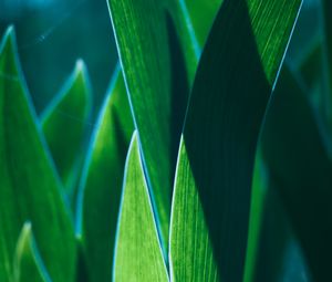 Preview wallpaper leaves, plant, green, macro, closeup