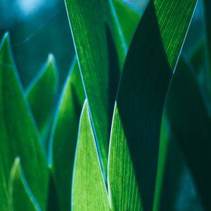 Preview wallpaper leaves, plant, green, macro, closeup
