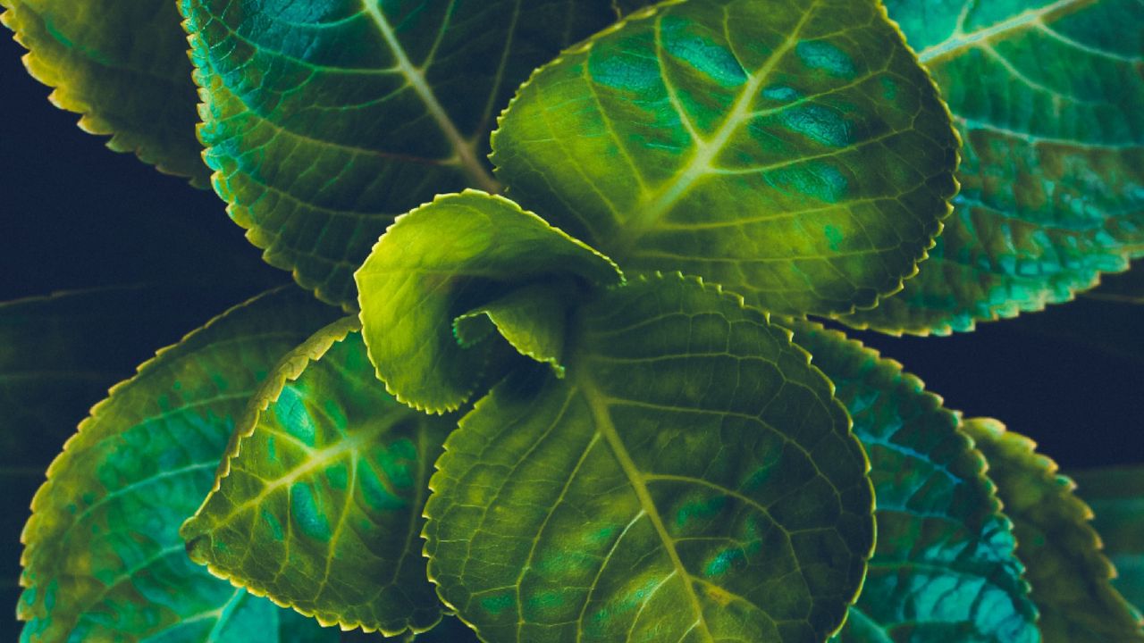 Wallpaper leaves, plant, green, veins, macro