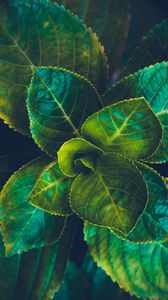 Preview wallpaper leaves, plant, green, veins, macro