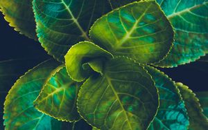Preview wallpaper leaves, plant, green, veins, macro