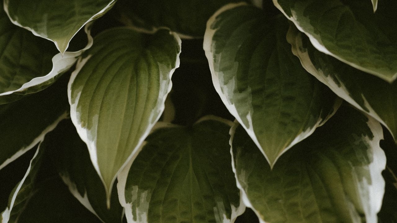 Wallpaper leaves, plant, green, white, exotic