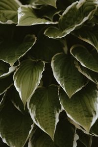 Preview wallpaper leaves, plant, green, white, exotic