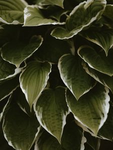 Preview wallpaper leaves, plant, green, white, exotic
