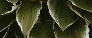 Preview wallpaper leaves, plant, green, white, exotic
