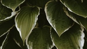 Preview wallpaper leaves, plant, green, white, exotic