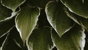Preview wallpaper leaves, plant, green, white, exotic