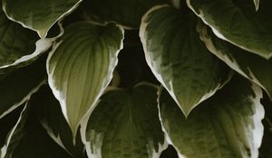 Preview wallpaper leaves, plant, green, white, exotic