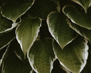 Preview wallpaper leaves, plant, green, white, exotic