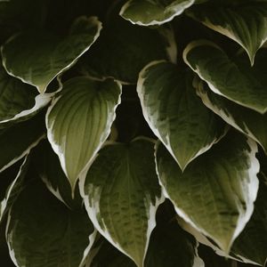 Preview wallpaper leaves, plant, green, white, exotic