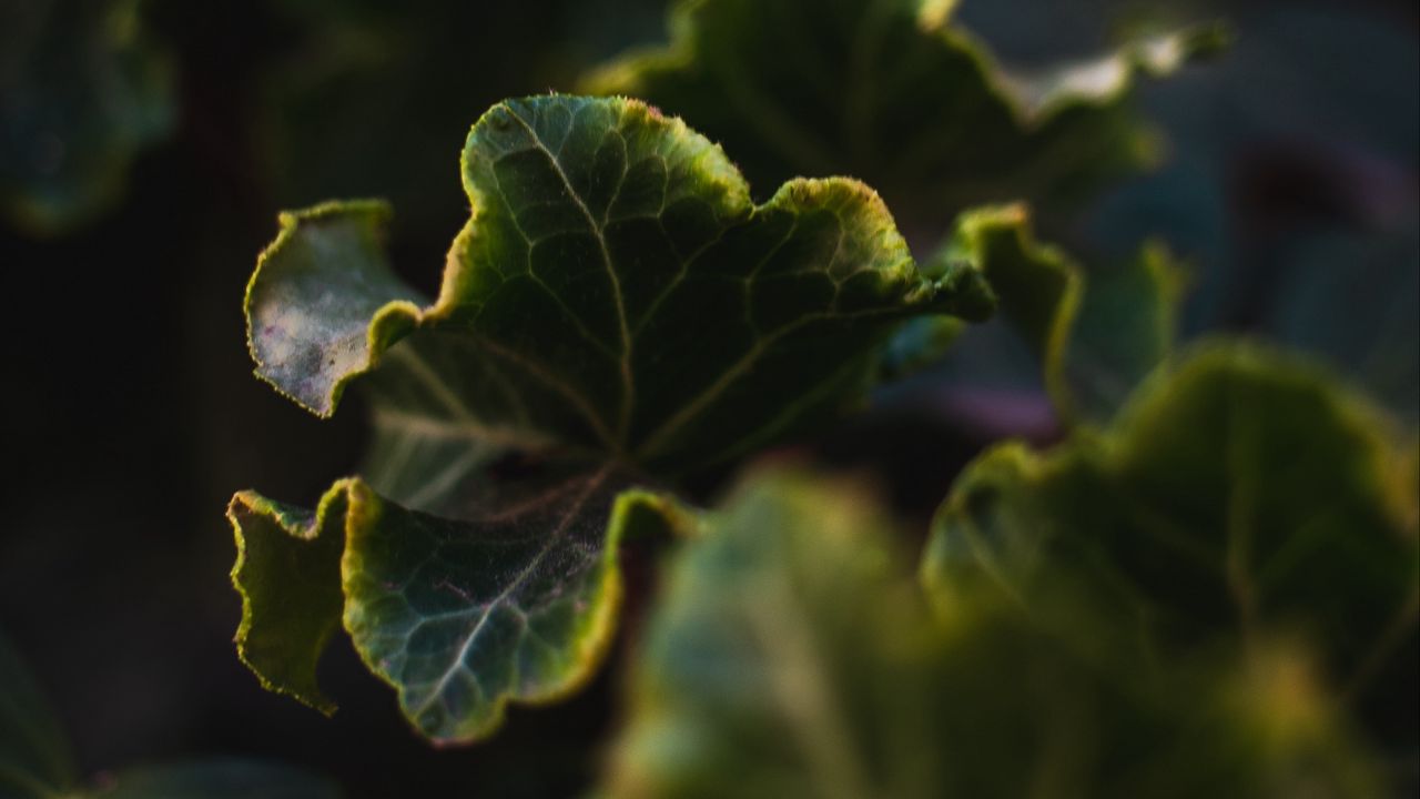 Wallpaper leaves, plant, green, veins, closeup