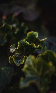 Preview wallpaper leaves, plant, green, veins, closeup