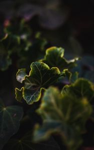 Preview wallpaper leaves, plant, green, veins, closeup