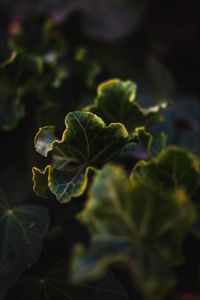 Preview wallpaper leaves, plant, green, veins, closeup