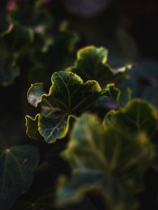 Preview wallpaper leaves, plant, green, veins, closeup
