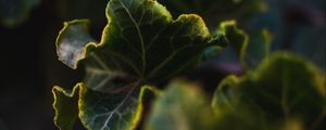 Preview wallpaper leaves, plant, green, veins, closeup