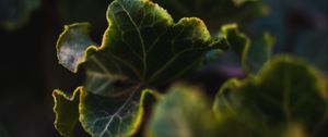 Preview wallpaper leaves, plant, green, veins, closeup
