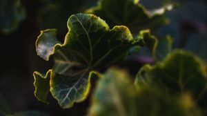 Preview wallpaper leaves, plant, green, veins, closeup