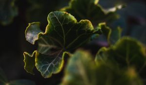 Preview wallpaper leaves, plant, green, veins, closeup
