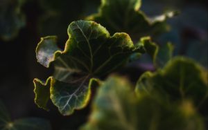 Preview wallpaper leaves, plant, green, veins, closeup