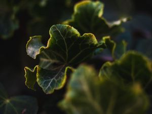 Preview wallpaper leaves, plant, green, veins, closeup