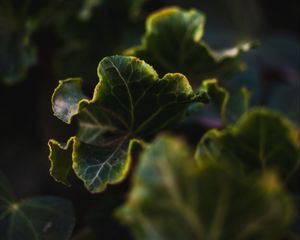 Preview wallpaper leaves, plant, green, veins, closeup