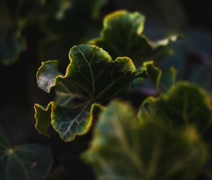 Preview wallpaper leaves, plant, green, veins, closeup