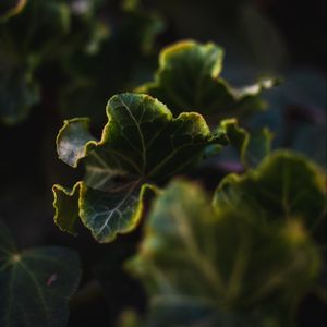 Preview wallpaper leaves, plant, green, veins, closeup