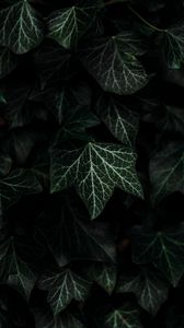 Preview wallpaper leaves, plant, green, dark, bush