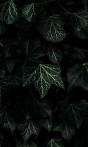 Preview wallpaper leaves, plant, green, dark, bush
